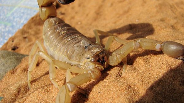 Scorpion - Sputnik International