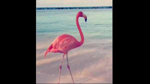 Flamingo - Sputnik International