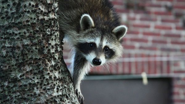 Raccoon - Sputnik International