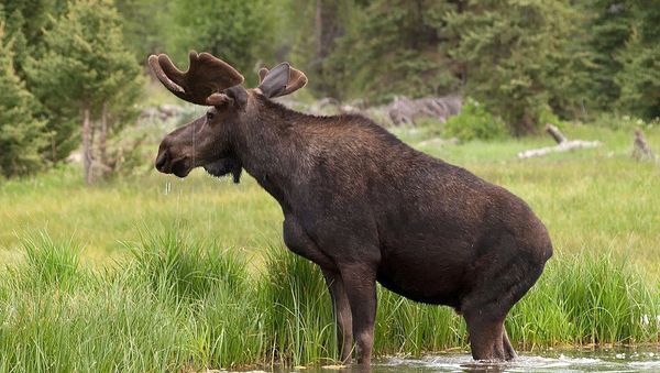 Moose - Sputnik International