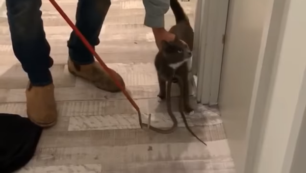 Aussie Cat Gets Deadly Eastern Brown Snake Caught in Collar - Sputnik International