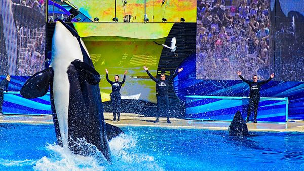 Sea World, San Diego, California, location  - Sputnik International