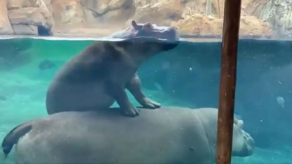 All Aboard! Fiona the Hippo Takes Ride Atop Mom  - Sputnik International