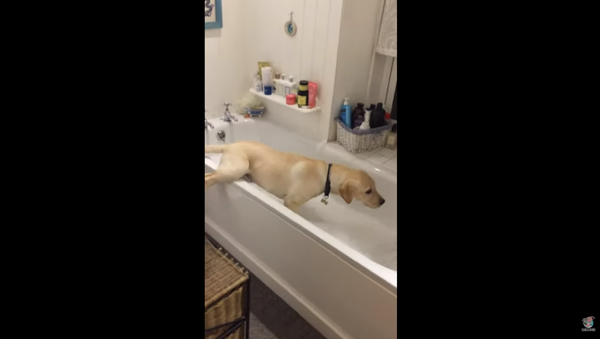 Silly Scottish Pup Jumps Into Tub, Steals Mom’s Bathtime - Sputnik International