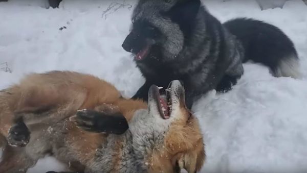 Foxes Playing  - Sputnik International