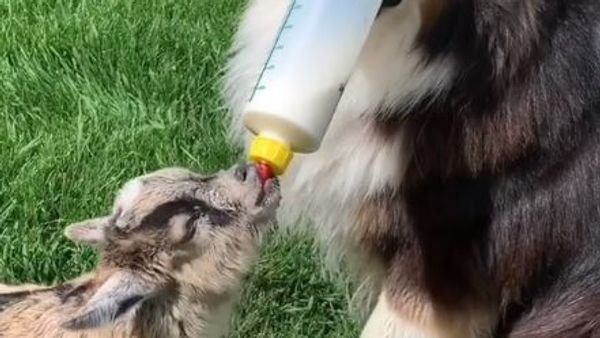 Dog and goat - Sputnik International