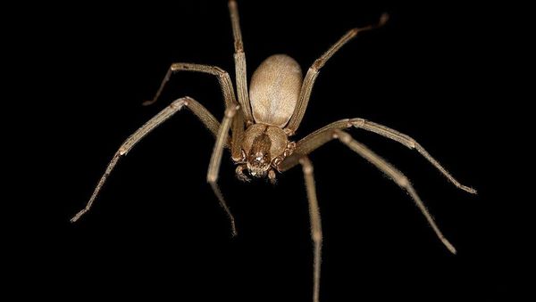 Spider  - Sputnik International