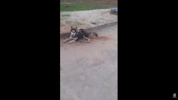 Dynamic Husky-Monkey Duo Roams the Streets of Trinidad - Sputnik International