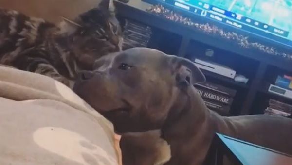 Dog and cat - Sputnik International
