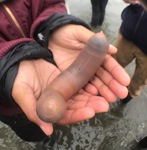 From ‘Penis Fish’ to ‘Roaches Fed Moon Rock’: Five of the Most Bizarre Science Stories of 2019 From ‘Penis Fish’ to ‘Roaches Fed Moon Rock’: Five of the Most Bizarre Science Stories of 2019 - Sputnik International