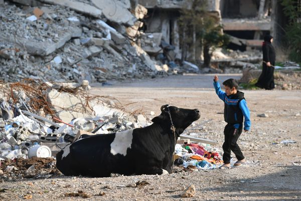 A boy feeds a cow in the Harasta district, northeast of Damascus, Syria A boy feeds a cow in the Harasta district, northeast of Damascus, Syria - Sputnik International