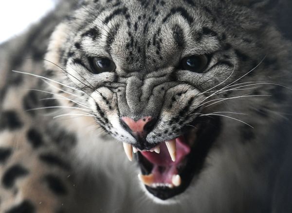 A female snow leopard named Aksu in the flora and fauna park Royev Rouchei in Krasnoyarsk, Russia A female snow leopard named Aksu in the flora and fauna park Royev Rouchei in Krasnoyarsk, Russia - Sputnik International