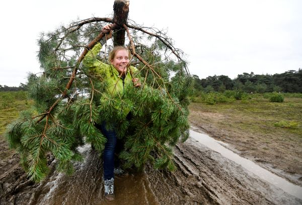 A woman carries her free sawed Christmas tree at The Dutch Hoge Veluwe National Park in Otterlo Netherlands December 7, 2019. The initiative aims at reducing the pine population in the park, which is growing in vast proportions due to the amount of nitrogen in the soil. Picture taken December 7, 2019 A woman carries her free sawed Christmas tree at The Dutch Hoge Veluwe National Park in Otterlo Netherlands December 7, 2019. The initiative aims at reducing the pine population in the park, which is growing in vast proportions due to the amount of nitrogen in the soil. Picture taken December 7, 2019 - Sputnik International