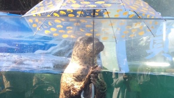Seal - Sputnik International