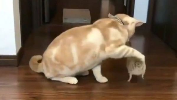 Cat - Sputnik International