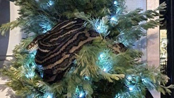 Leanne Chapman emigrated to inner-city Brisbane from the UK and is about to have her first Christmas here. She’s got a (live) python in her tree, lucky her ... Really, this is not normal. Pics via  @abcbrisbane  and Leanne - Sputnik International