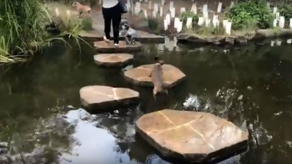 Wait Up, Gang! Dachshund Makes a Splash in Australian Pond - Sputnik International