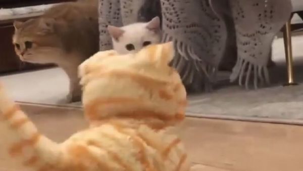 Cats - Sputnik International