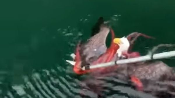 Saving an eagle from an octopus - Sputnik International