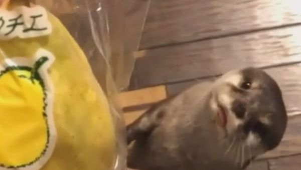 Otter - Sputnik International