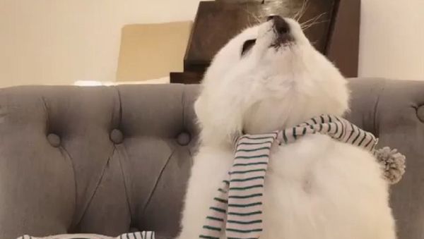 Dog - Sputnik International
