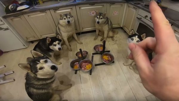 Well-Behaved Husky Pack Eats in Unison - Sputnik International