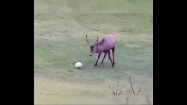 Deer - Sputnik International