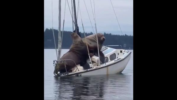 Boat - Sputnik International