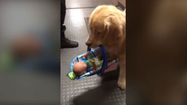 From Officer to Criminal: Police Pup Caught Red-Pawed Stealing Toys - Sputnik International