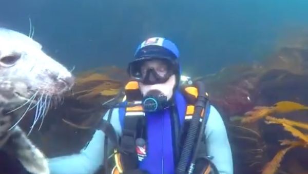 Diver and Seal - Sputnik International