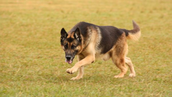 K-9 Dog - Sputnik International
