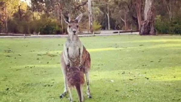 Kangaroos - Sputnik International