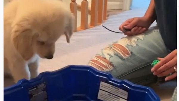 Puppy - Sputnik International