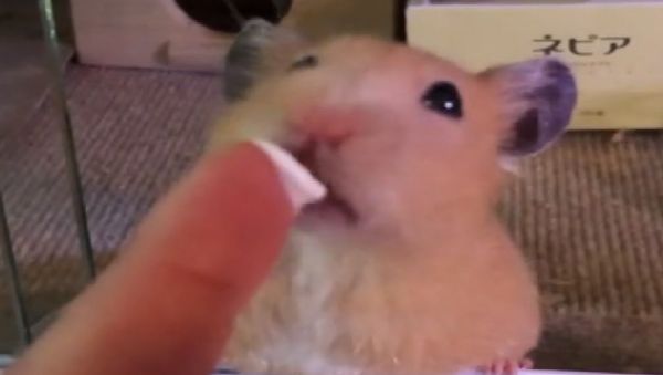 Mouse - Sputnik International