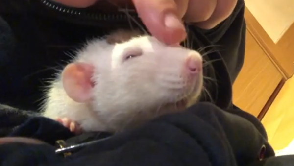 Ratatouille, is That You? Pet Rat Relaxes in London  - Sputnik International
