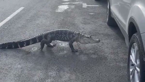 Alligator - Sputnik International