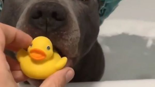 Doggo and duck - Sputnik International