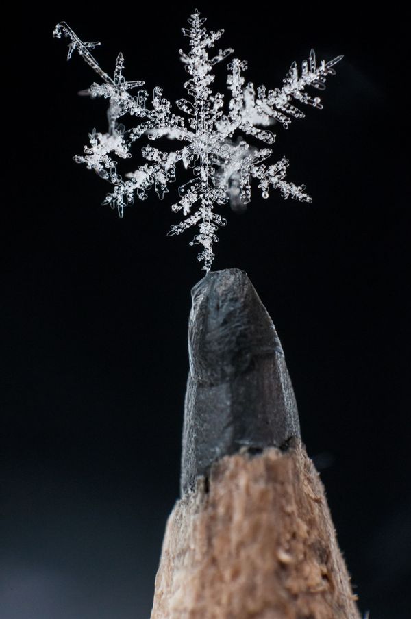 Astonishing Ice: Close-Up Photos Show the Amazing Beauty of Snowflakes Astonishing Ice: Close-Up Photos Show the Amazing Beauty of Snowflakes - Sputnik International