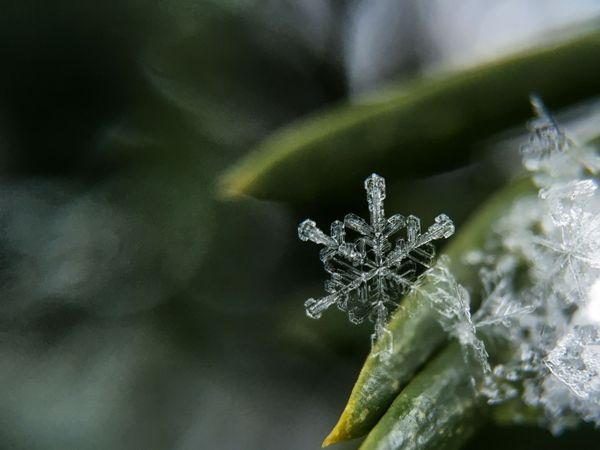 Astonishing Ice: Close-Up Photos Show the Amazing Beauty of Snowflakes Astonishing Ice: Close-Up Photos Show the Amazing Beauty of Snowflakes - Sputnik International