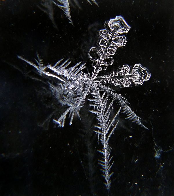 Astonishing Ice: Close-Up Photos Show the Amazing Beauty of Snowflakes Astonishing Ice: Close-Up Photos Show the Amazing Beauty of Snowflakes - Sputnik International
