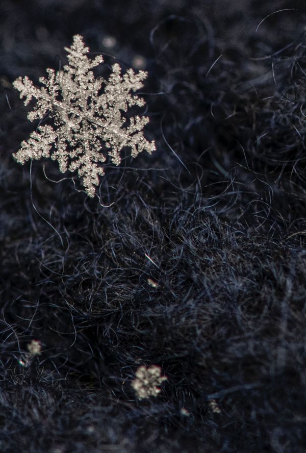 Astonishing Ice: Close-Up Photos Show the Amazing Beauty of Snowflakes Astonishing Ice: Close-Up Photos Show the Amazing Beauty of Snowflakes - Sputnik International