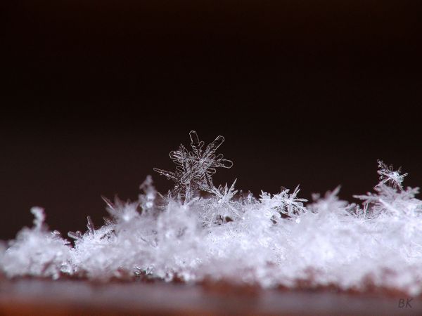 Astonishing Ice: Close-Up Photos Show the Amazing Beauty of Snowflakes Astonishing Ice: Close-Up Photos Show the Amazing Beauty of Snowflakes - Sputnik International
