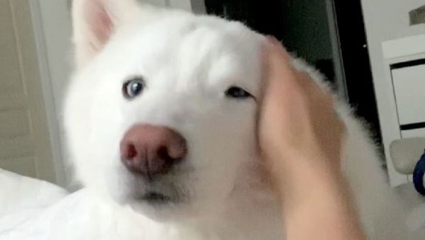 Dog - Sputnik International
