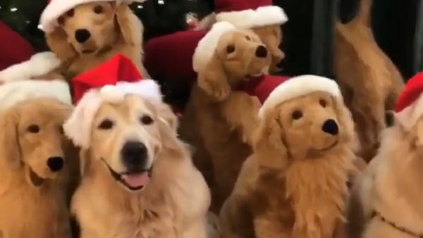 ‘Tis the Season! Festive Golden Retrievers Pose Alongside Mini Plush Toys - Sputnik International