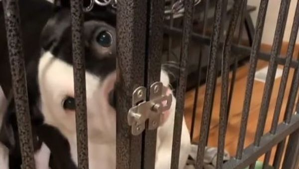 Dog and cage - Sputnik International