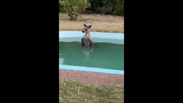 Kangaroo - Sputnik International