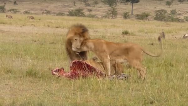 Big male lion shows lioness how to deal with hyenas - Sputnik International
