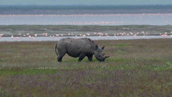 Black Rhino - Sputnik International