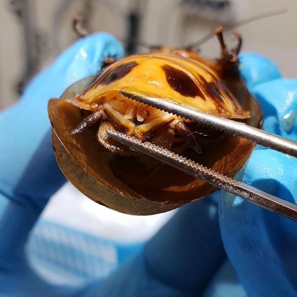 La Cucaracha: Russian Medics Perform Unique Operation on Giant Roach Delivering Babies La Cucaracha: Russian Medics Perform Unique Operation on Giant Roach Delivering Babies - Sputnik International
