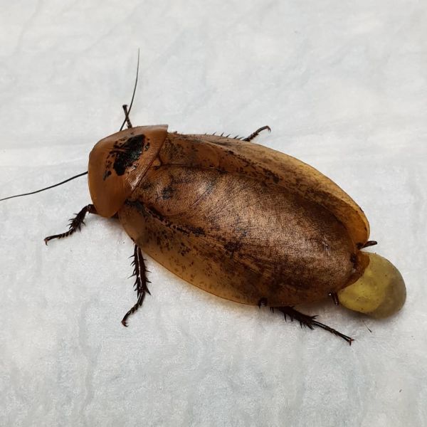 La Cucaracha: Russian Medics Perform Unique Operation on Giant Roach Delivering Babies La Cucaracha: Russian Medics Perform Unique Operation on Giant Roach Delivering Babies - Sputnik International